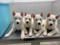 Siberian Husky Puppies for sale in San Bernardino, CA, USA. price: NA