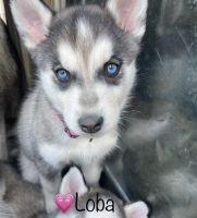 Siberian Husky Puppies for sale in Carrollton, TX, USA. price: NA