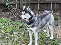 Siberian Husky Puppies for sale in Friendswood, TX, USA. price: NA