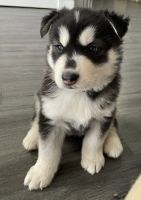 Siberian Husky Puppies for sale in Surprise, AZ 85378, USA. price: NA