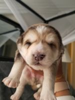 Siberian Husky Puppies for sale in Bartlett, TN, USA. price: NA