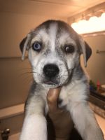 Siberian Husky Puppies for sale in Fishers, IN, USA. price: NA
