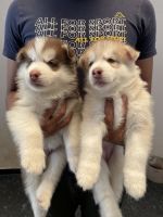 Siberian Husky Puppies for sale in Coimbatore, Tamil Nadu, India. price: 35000 INR