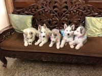Siberian Husky Puppies for sale in A Narayanapura, Mahadevapura, Bengaluru, Karnataka 560048, India. price: 32000 INR