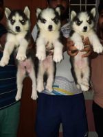 Siberian Husky Puppies for sale in South Extension, South Extension II, New Delhi, Delhi 110049, India. price: NA