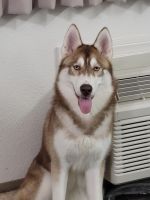 Siberian Husky Puppies for sale in San Francisco, CA, USA. price: NA