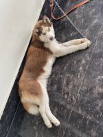 Siberian Husky Puppies for sale in Noida, Uttar Pradesh, India. price: NA