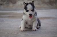 Siberian Husky Puppies for sale in Hyderabad, Telangana, India. price: NA