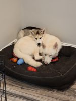 Siberian Husky Puppies for sale in Uniondale, NY, USA. price: NA