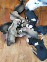 Siberian Husky Puppies for sale in Washington, NC, USA. price: NA