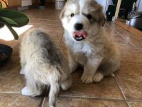 Siberian Husky Puppies for sale in Aurora, CO 80013, USA. price: NA