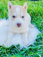 Siberian Husky Puppies for sale in South Gate, CA 90280, USA. price: NA