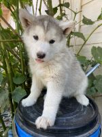 Siberian Husky Puppies for sale in Jurupa Valley, CA, USA. price: NA
