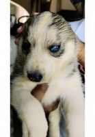 Siberian Husky Puppies for sale in Sunam, Punjab, India. price: 30000 INR