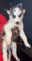 Siberian Husky Puppies for sale in West Side, Chicago, IL, USA. price: NA