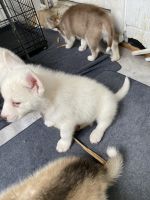 Siberian Husky Puppies for sale in Burlington, NC, USA. price: NA