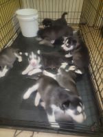 Siberian Husky Puppies for sale in Phoenix, AZ 85037, USA. price: NA