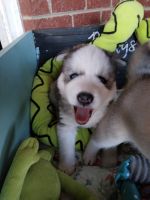 Siberian Husky Puppies for sale in Wilkesboro, NC, USA. price: NA
