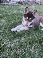 Siberian Husky Puppies for sale in Union, NJ, USA. price: NA