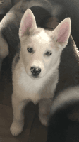 Siberian Husky Puppies for sale in North Royalton, OH 44133, USA. price: NA