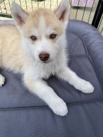 Siberian Husky Puppies for sale in Fresno, CA, USA. price: NA