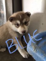 Siberian Husky Puppies for sale in Ephrata, WA 98823, USA. price: NA