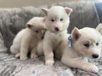 Siberian Husky Puppies for sale in Victorville, CA 92395, USA. price: NA