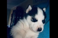 Siberian Husky Puppies for sale in Banner, KY 41603, USA. price: NA