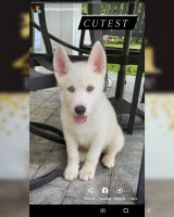 Siberian Husky Puppies for sale in Van Nuys, CA 91316, USA. price: NA