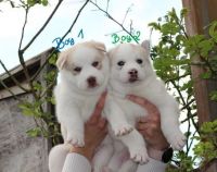 Siberian Husky Puppies for sale in Jersey City, NJ, USA. price: NA
