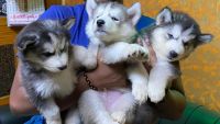 Siberian Husky Puppies for sale in Rajahmundry, Andhra Pradesh, India. price: 35000 INR