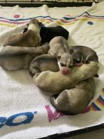 Siberian Husky Puppies for sale in 14435 SW 108th St, Miami, FL 33186, USA. price: NA