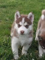 Siberian Husky Puppies for sale in Pilot Rock, OR, USA. price: NA