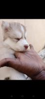 Siberian Husky Puppies for sale in Lottegollahalli, R.M.V. 2nd Stage, Bengaluru, Karnataka 560094, India. price: 25000 INR