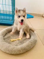 Siberian Husky Puppies for sale in Chennai, Tamil Nadu, India. price: 25000 INR