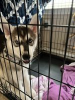Siberian Husky Puppies for sale in Manor, TX 78653, USA. price: NA