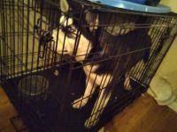 Siberian Husky Puppies for sale in San Antonio, TX 78230, USA. price: NA