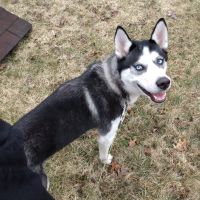 Siberian Husky Puppies for sale in 12588 Long Lake Dr, Sparta, MI 49345, USA. price: NA