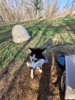 Siberian Husky Puppies for sale in Blountville, TN 37617, USA. price: NA