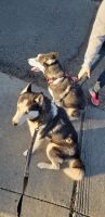 Siberian Husky Puppies for sale in Vacaville, CA, USA. price: NA