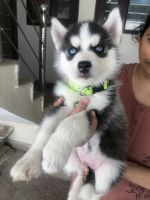 Siberian Husky Puppies for sale in Chandigarh, India. price: 37000 INR