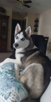 Siberian Husky Puppies for sale in Eastlake, OH, USA. price: NA