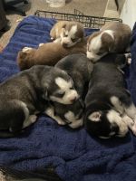 Siberian Husky Puppies for sale in Texas City, TX, USA. price: NA