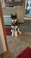 Siberian Husky Puppies for sale in Smithton, IL, USA. price: NA