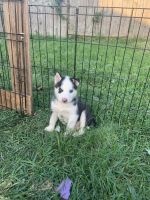 Siberian Husky Puppies for sale in Dickinson, TX 77539, USA. price: NA