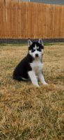 Siberian Husky Puppies for sale in Nampa, ID, USA. price: NA