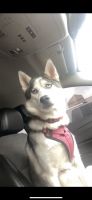 Siberian Husky Puppies for sale in Glendale Heights, IL, USA. price: NA