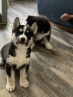 Siberian Husky Puppies for sale in Middlesex, NC 27557, USA. price: NA