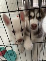 Siberian Husky Puppies for sale in Hemet, CA 92543, USA. price: NA