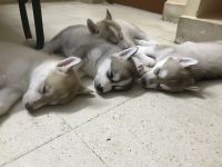 Siberian Husky Puppies for sale in Velachery, Chennai, Tamil Nadu, India. price: 27000 INR